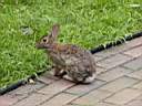 eastern_cottontail.jpg
